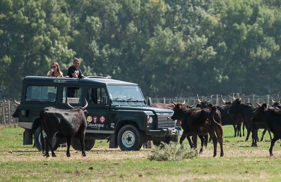 Camargue: Half-Day 4x4 Guided Safari Adventure - Participant Information