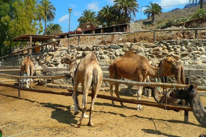 Camel Safari Through the Dunes of Maspalomas - Camel Care and Comfort
