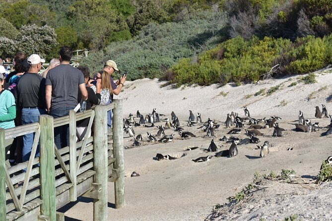 Cape of Good Hope and Penguins Full-Day Tour From Cape Town - Customer Feedback