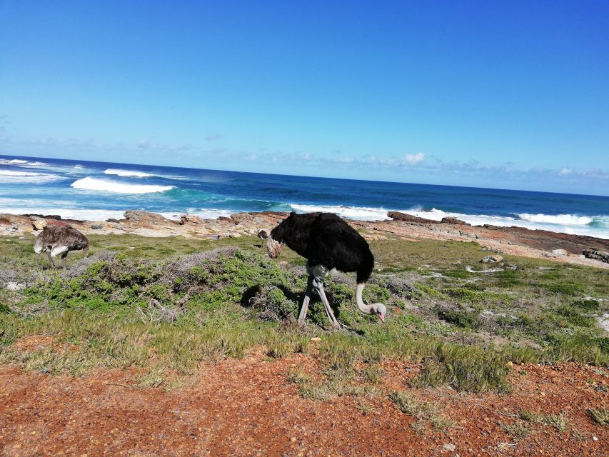 Cape Peninsula: Cycle & Drive Private Full Day Tour - Penguin Encounter