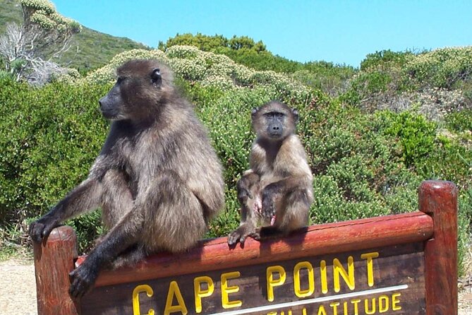 Cape Peninsula Private Tour In Cape Town South Africa - Itinerary Details