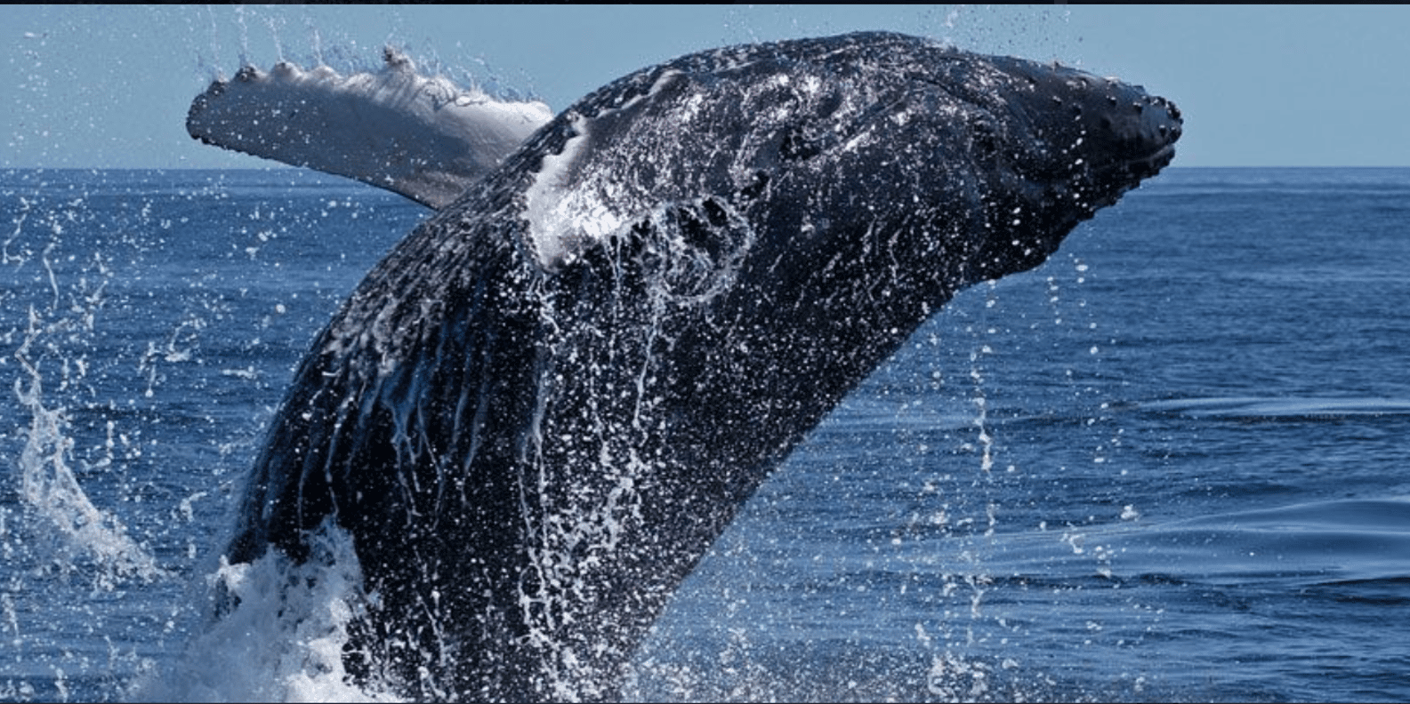 Cape Town: Hermanus Whale Watching Full Day Adventure - Onboard Meal and Free Time