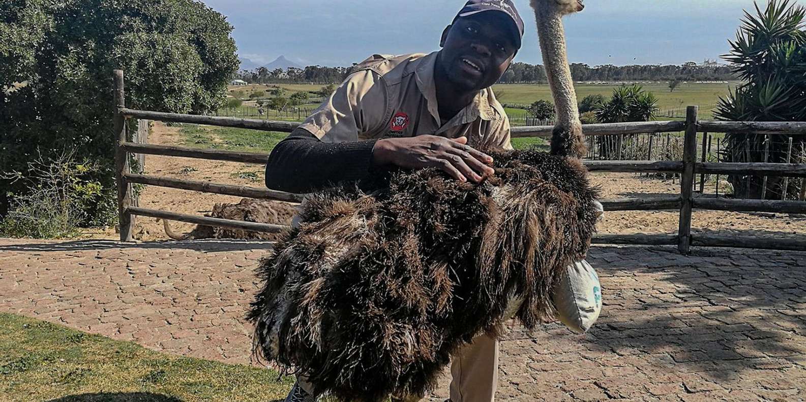 CAPE TOWN: OSTRICH RANCH QUAD BIKE RIDE & OSTRICH TOUR - Intriguing Facts About the Ostriches