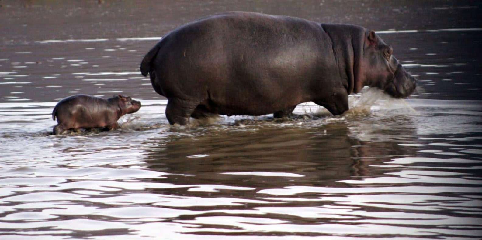 Cape Town: Private Aquila Reserve Safari With Winery Lunch - Buffet Lunch at the Lodge