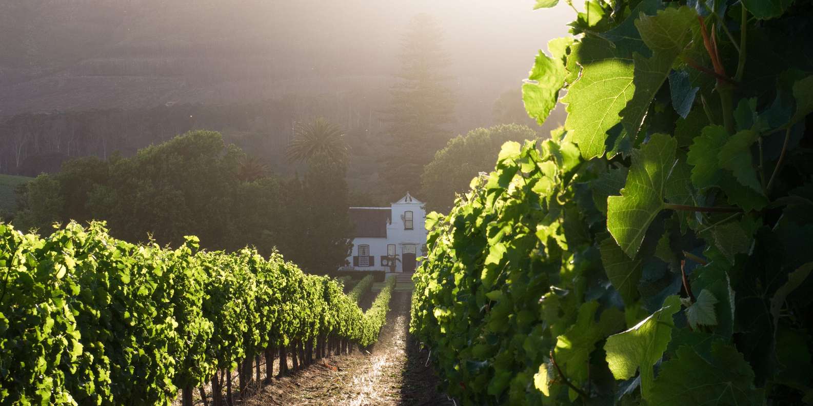 Cape Town: Stellenbosch & Franschhoek Private Wine Tour - Inclusions and Amenities