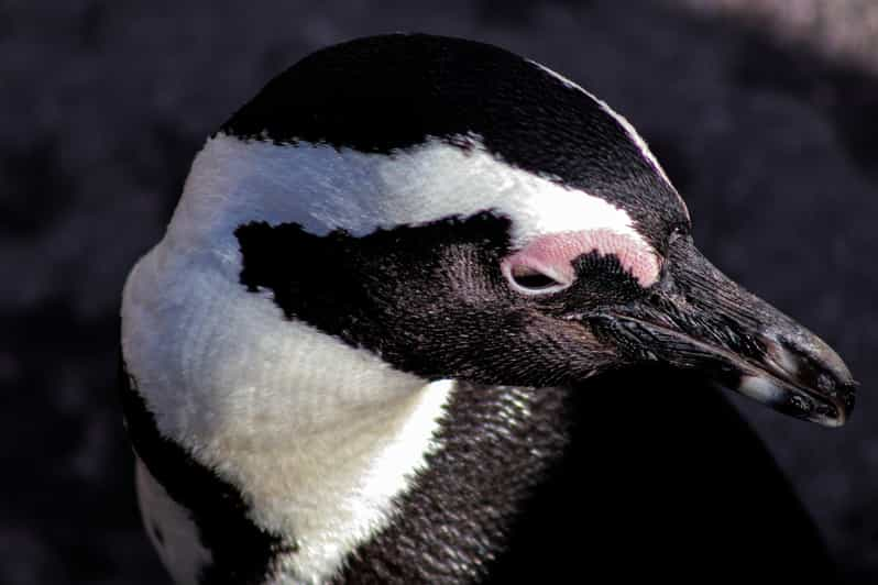 Cape Town: Table Mountain Boulders Beach and Cape Point - Observing Marine Life at Cape Point