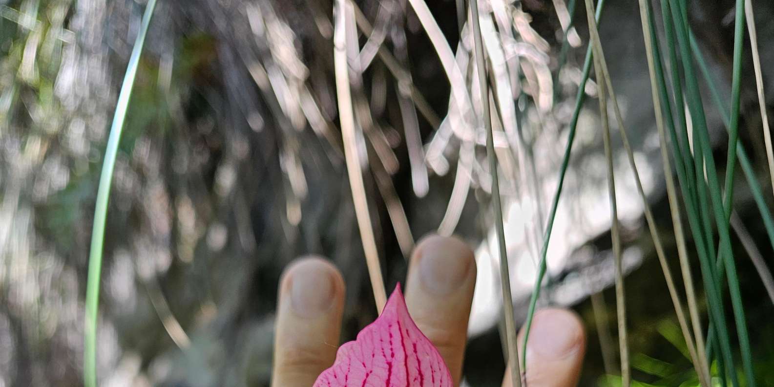 Cape Town: Table Mountain Famous Fynbos Flower Walk - Inclusions