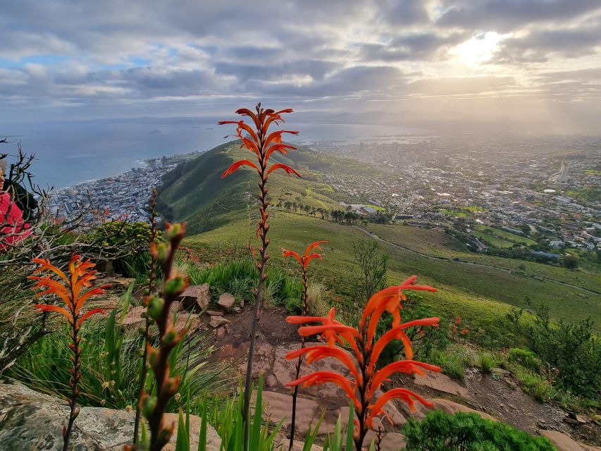 Cape Town: Table Mountain Hike With an Expert Guide - Taking in the Fynbos Biome