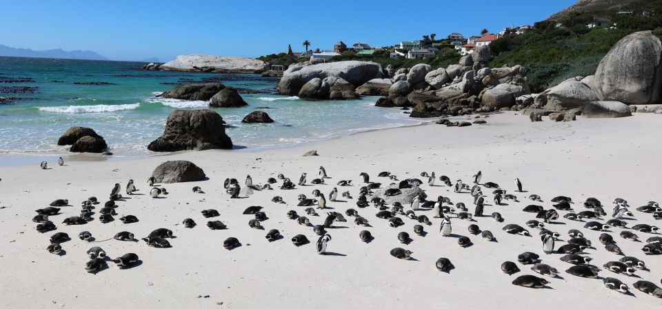 Cape Town: Table Mountain, Penguins & Cape Point Group Tour - Discovering Cape Point and the Lighthouse