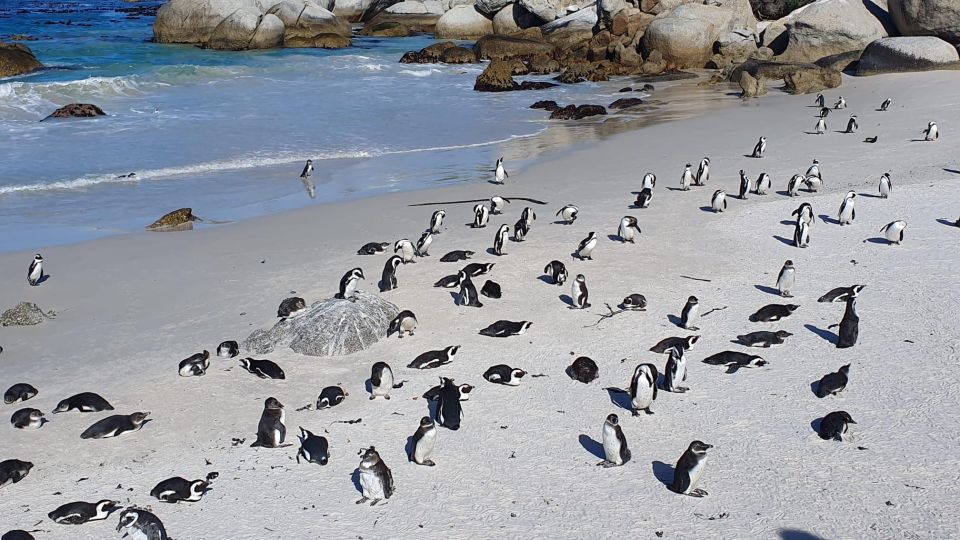 Cape Town: Table MT, Cape Point & Penguins Instagram Shared - Important Information