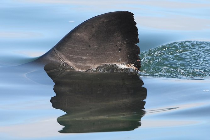 CapeTown: African Shark Eco-Charters Shark Cage Diving Experience - Traveler Reviews and Ratings