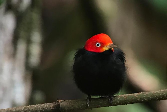 Carara National Park Birdwatching Group Guided Tour Experience. - Guide Profile