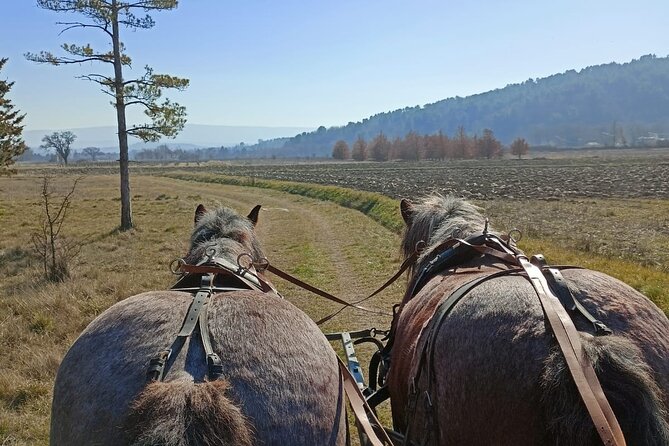 Carriage Rides in the Heart of the Luberon - Booking Process and Policies