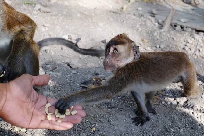 Cebu: Whale Shark Encounter, Moalboal Turtles & Monkey Sanctuary - Tips for a Great Experience