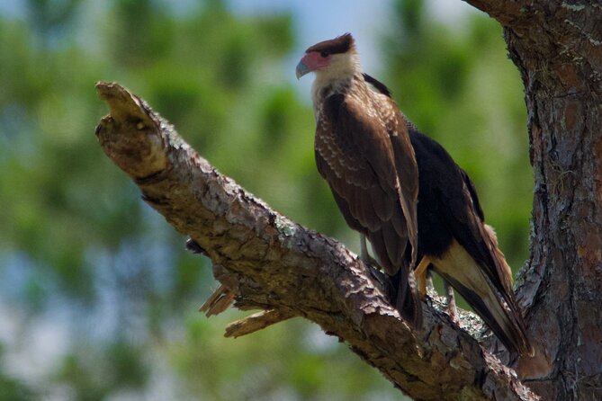 Central Florida Half-Day Private Birding Activity - 2 Person Max - Target Bird Species
