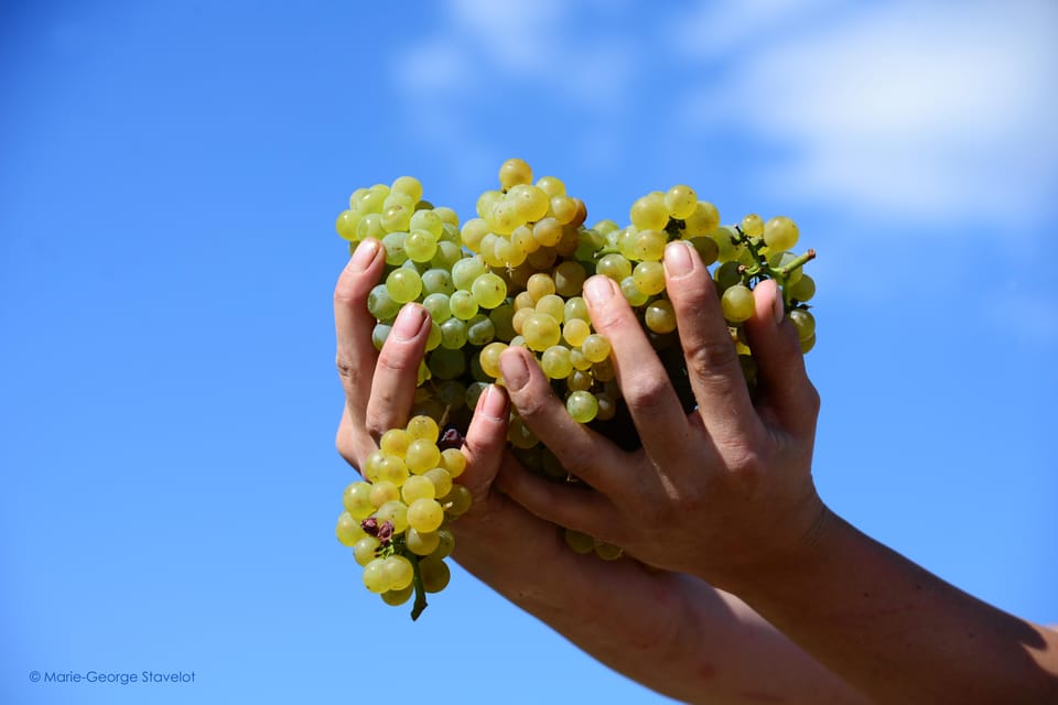 CHABLIS PRIVATE HALF DAY WINE TOUR - Experience Details