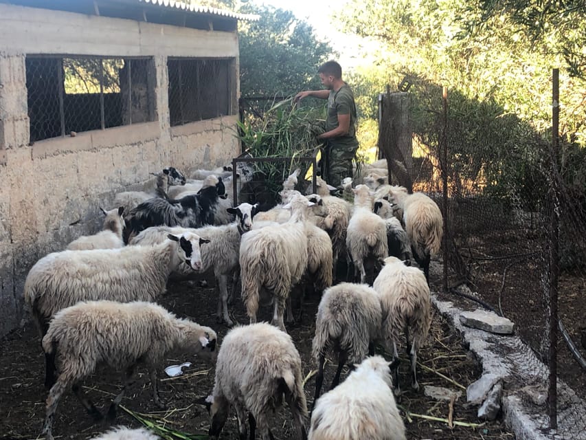 Chania Area: Cooking Class at a Farm in Stylos Village - Cooking Techniques