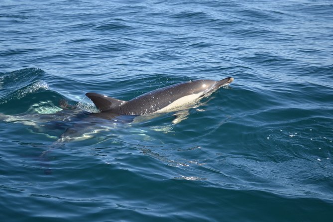 Cheapest Family Friendly Boat Trip From Vilamoura Algarve - Refund and Cancellation Policy
