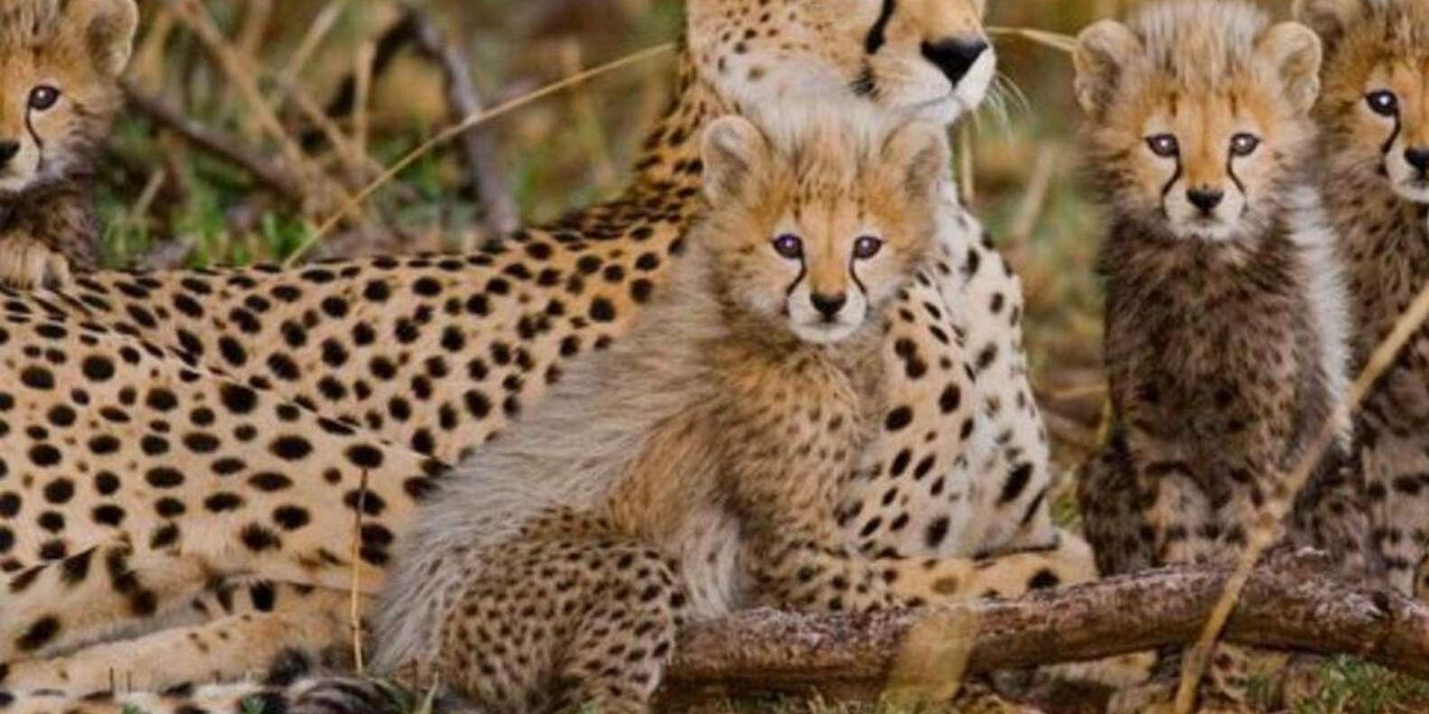 Cheetah Encounter and Cape Wine Tasting Tour. - Inclusions and Amenities