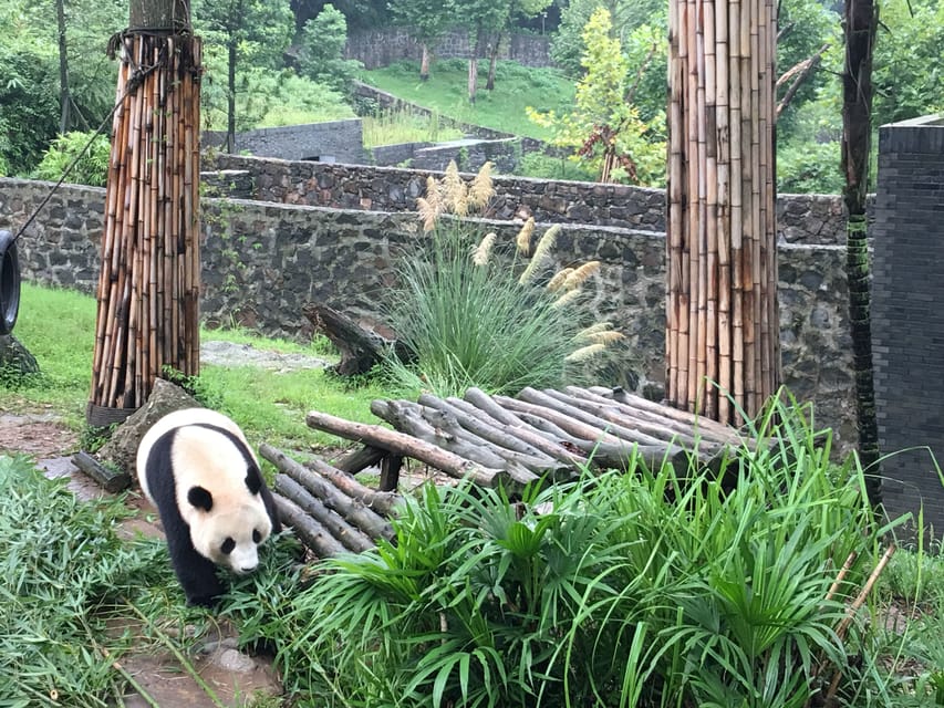 Chengdu: Panda Base Half Day Group Tour - Inclusions and Exclusions