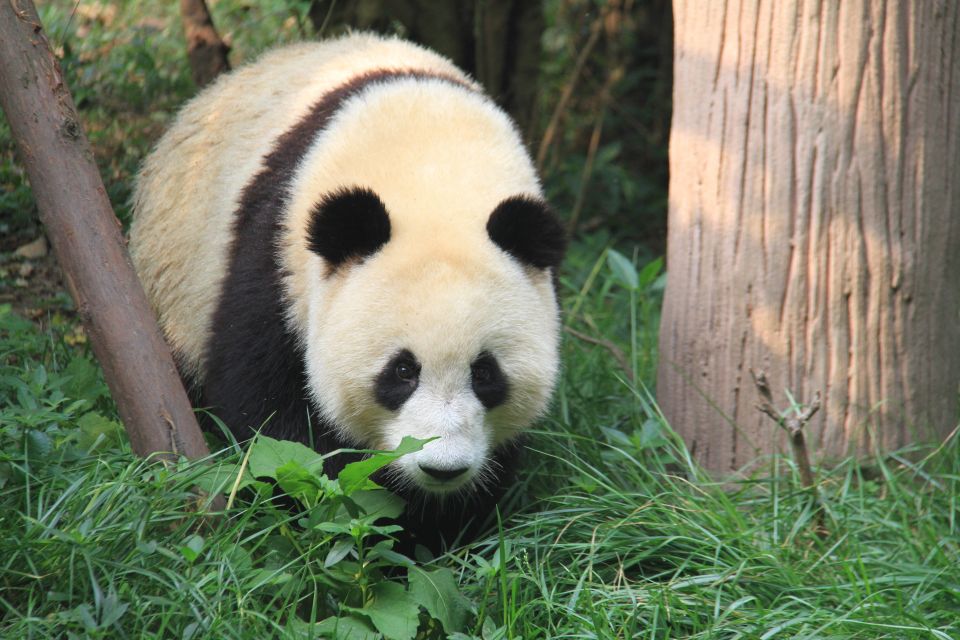 Chengdu: Private Panda Base Tour With 80 Pandas - Inclusions and Transportation