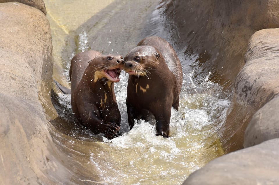 Chessy: Parrot World Immersive Animal Park Day Pass - Visitor Ratings and Reviews