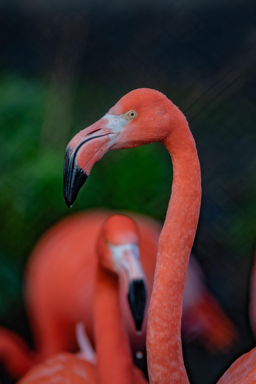 Chester: Chester Zoo Entry Ticket - Important Details