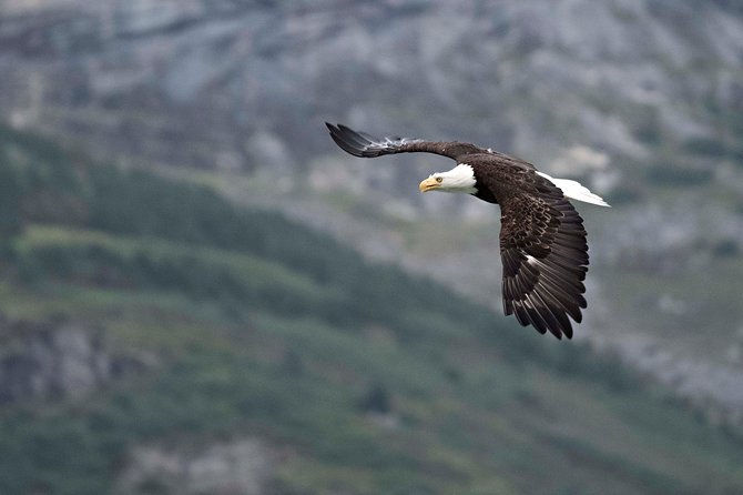 Chilkoot Wilderness and Wildlife Viewing (2.5 Hrs in Haines) - Customer Experiences
