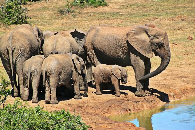 Chobe Full Day Trip - Memorable Moments