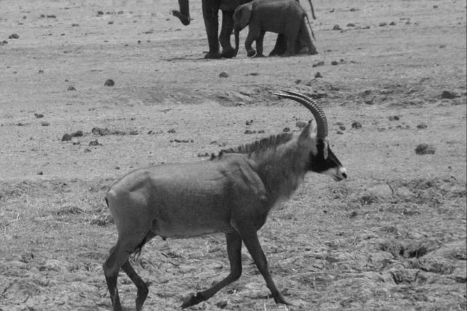 Chobe National Park 1 Night Camping-Botswana - Pickup and Meeting Information