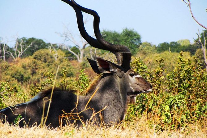 Chobe National Park Full Day Safari (Botswana) - Important Considerations