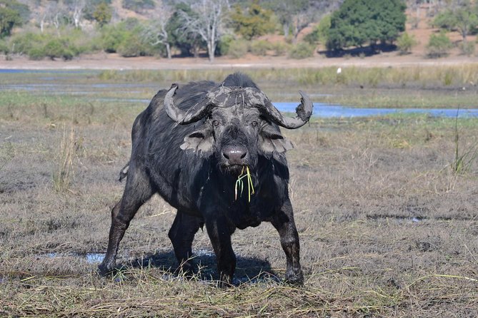 Chobe National Park Game Drive, Botswana - Booking Process