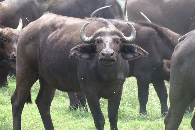 Chobe Safari Experience Day Trip - Pricing Details and Booking Options