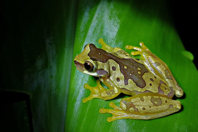Chocolate Tour and Night Tour - About Don Juan Tours Arenal