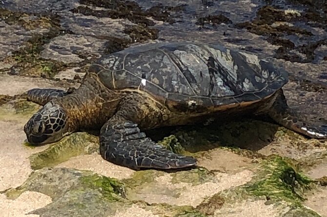 Circle Island Tours - Swim With Turtles,Private & Small Group Tours - Health and Safety Measures