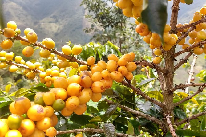 Coffee Tour, a Coffee Between Mountains - Medellín - Scenic Landscapes