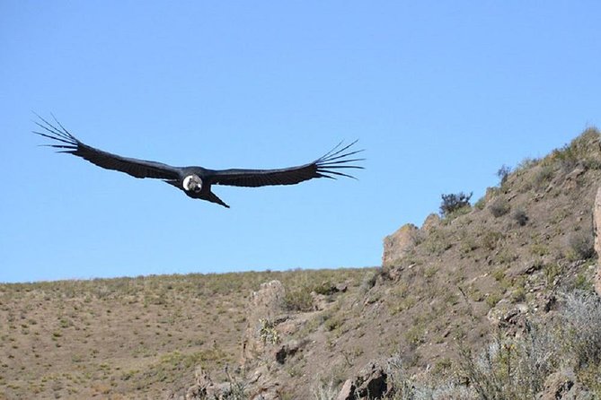 Colca Canyon: 2 Day Tour From Arequipa - Inclusions and Tour Details