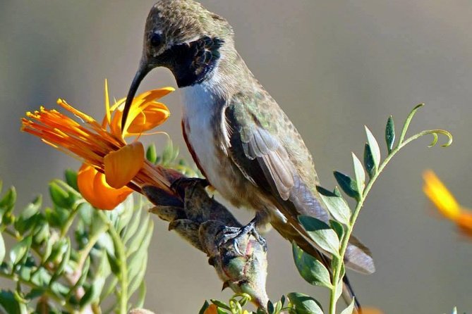 Colca Canyon Sightseeing Tour 2D1N and Transfer to Puno - Pickup and Drop-off Information
