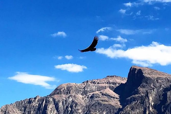 Colca Full Day Group Tour - Booking Information