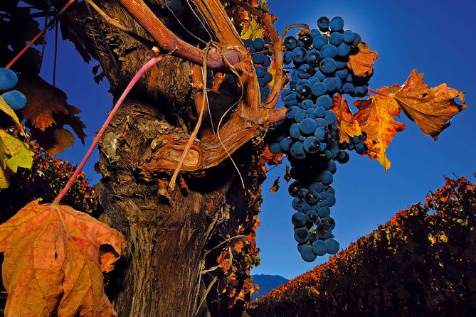 Colchagua Valley Winery Day Trip From Santiago - Colchagua Museum Visit