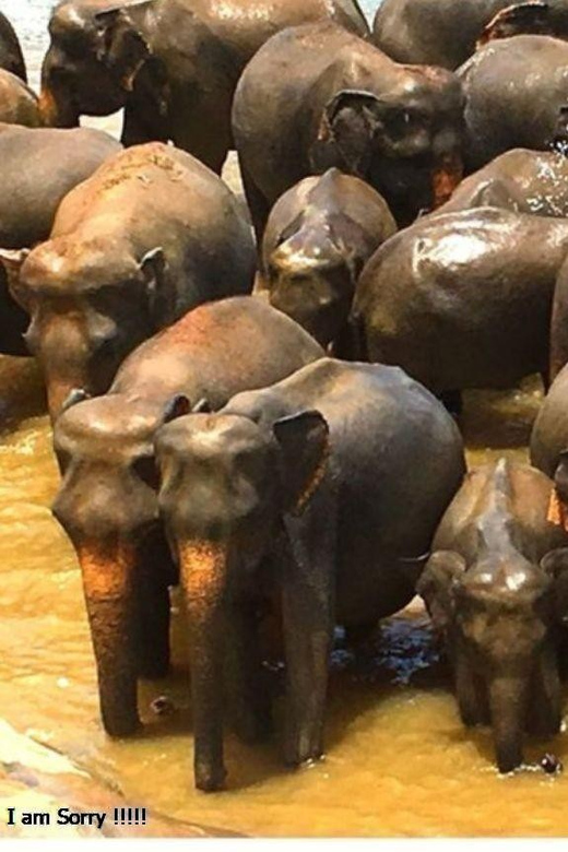 Colombo: Overnight Tour to Kandy & Transfer to Nuwara Eliya - Pinnawala Elephant Orphanage