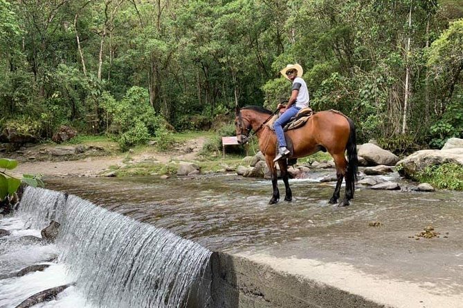 Complete Horseback Riding Valle Del Cocora - Highlights and Activities