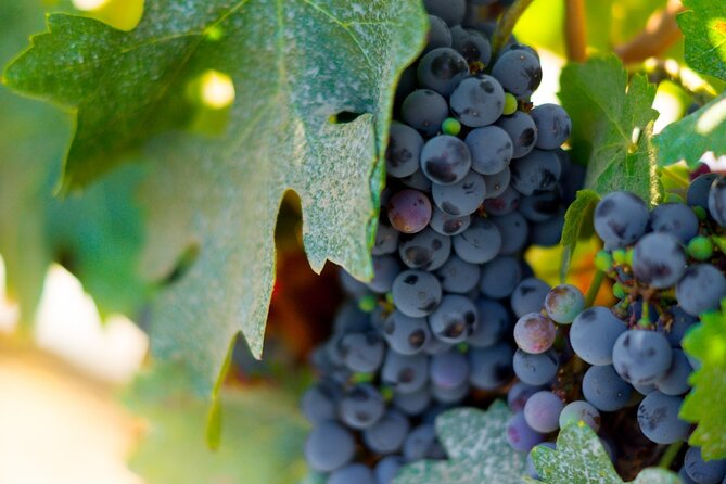 Concha Y Toro Vineyard - Tour Variations