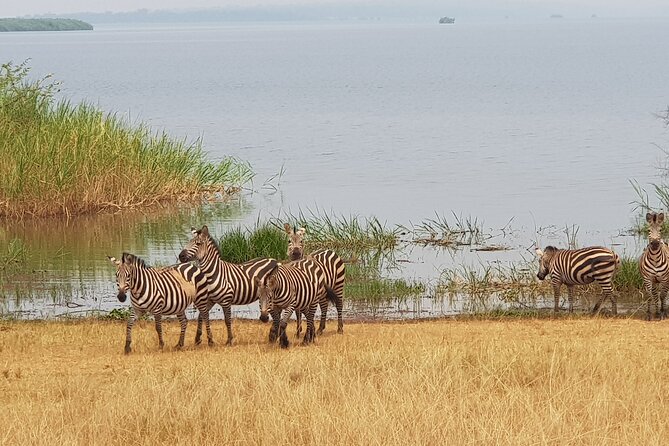 Cool Share Day Akagera Game Drive, Daily Depart, Boat Ride, Lunch - Akagera National Park