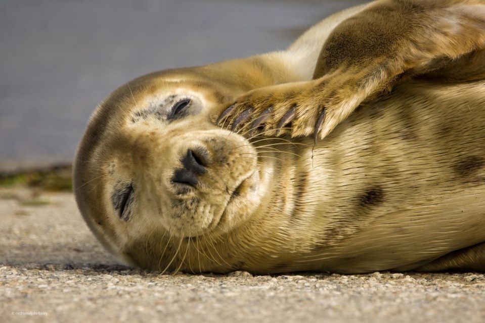 Cornwall: Guided Seal Safari by Boat - Wildlife Viewing Opportunities