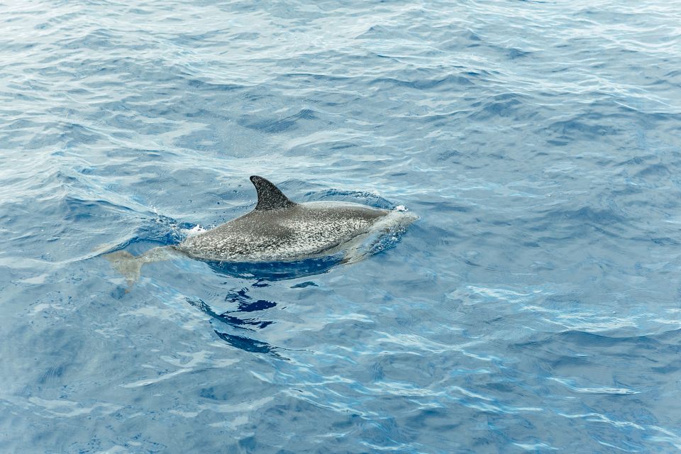 Costa Adeje: Whale & Dolphin Submarine Vision Mini Cruise - Important Information