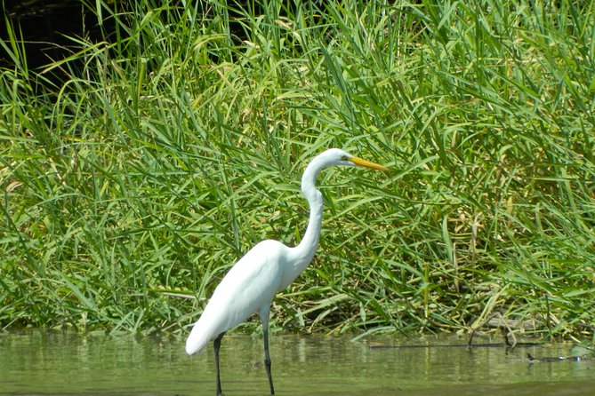 Costa Rican Wildlife: Palo Verde National Park Private Tour - Discovering Local Flora and Fauna