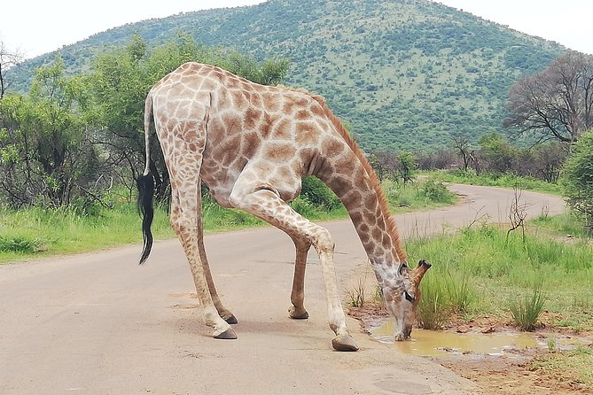 Cradle of Human Kind & Lion & Rhino Park Tour Full Day Tour Private - Accessibility Features