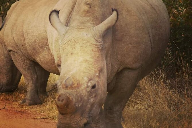 Cradle of Humankind, Caves or Maropeng, Rhino and Lion Park - Adventure at Rhino and Lion Park