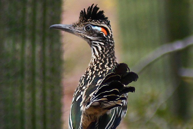 Creative Soul Scavenger Hunt(Sabino Canyon&Catalina Park,Tucson) - What to Bring